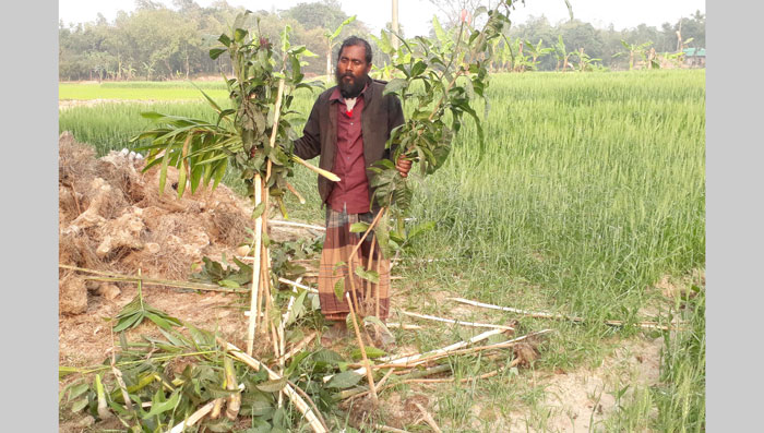 মান্দায় প্রতিবন্ধীর সম্পত্তি থেকে গাছ কাটার অভিযোগ