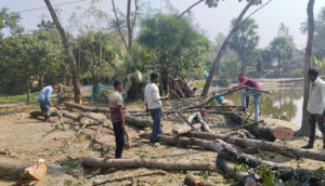 মান্দায় সরকারি কবরস্থানের গাছ কেটে সাবাড়