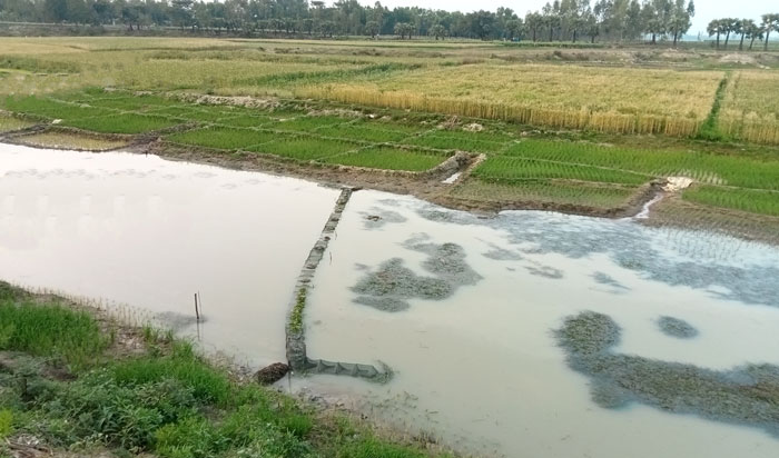 বদলগাছীতে নিষিদ্ধ চায়না জালে মৎস্য শিকার