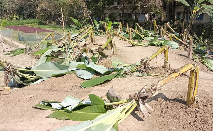 রাণীনগরে সাবেক এমপির বাগানের কলা গাছ কাটলো দুর্বৃত্তরা