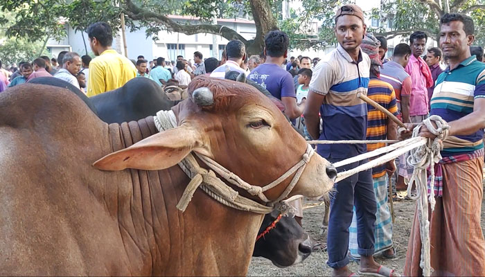 ফুলবাড়ীতে শেষ সময়ে জমে উঠেছে পশুর হাট