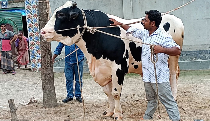 দিনাজপুরের রাজা বাবুর মূল্য ১৮ লাখ