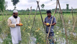 বেগুন গাছে টমেটো চাষে সাড়া ফেলেছেন বদলগাছীর ফারুক