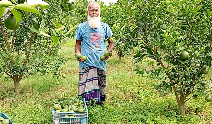 ফুলবাড়ীতে মাল্টা চাষে সফল তিতুমির