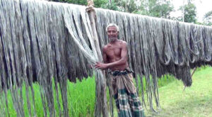 বদলগাছীতে পাট চাষে আগ্রহ বাড়ছে চাষীদের