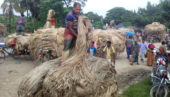 বদলগাছীতে পাট চাষে আগ্রহ বাড়ছে চাষীদের