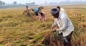 পোরশায় শুরু হয়েছে আমন ধান কাটা-মাড়াই