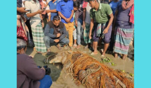 কুষ্টিয়ায় জেলের জালে আটকা পড়ল কুমির