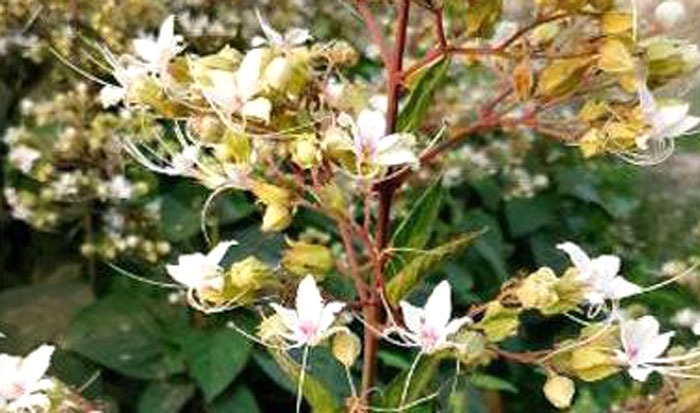 যত্ন ছাড়াই প্রাকৃতিকভাবে বেড়ে উঠে ভাঁট ফুল