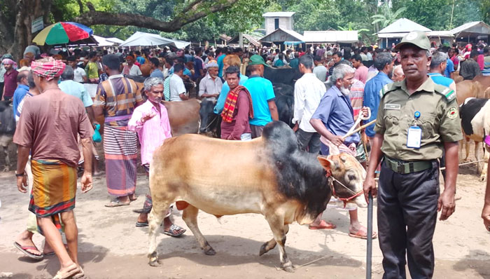 বাঘায় এবার কোরবানিযোগ্য পশুর চাহিদা কম