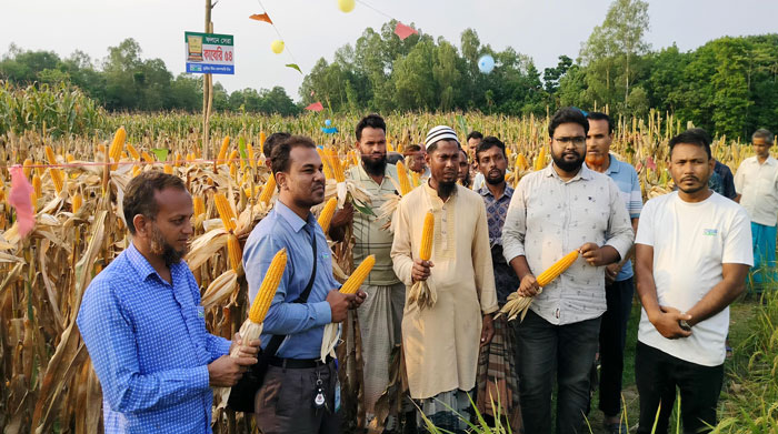 মান্দায় ভুট্টা কাবেরী ৫৪ এর মাঠ দিবস