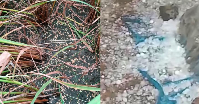 চাঁপাইনবাবগঞ্জে শিলাবৃষ্টিতে আম ও ধানের ব্যাপক ক্ষয়ক্ষতি