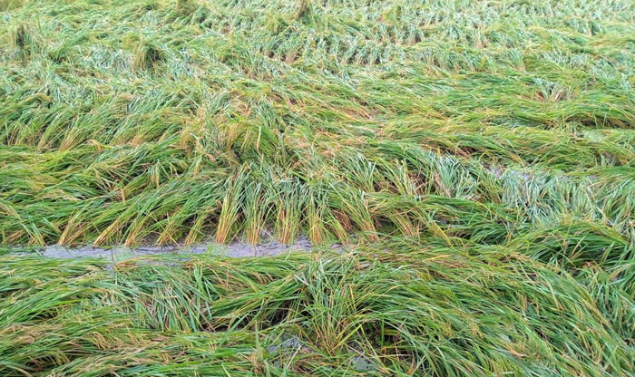 মহাদেবপুরে কালবৈশাখী ঝড়ে ধানের ব্যাপক ক্ষয়ক্ষতি