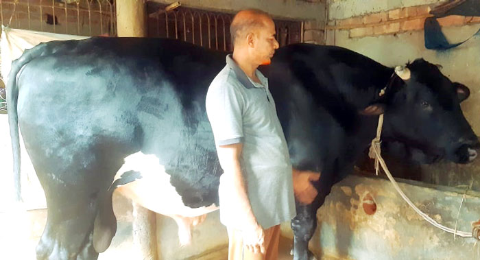 আত্রাইয়ে কৃষকের ঘরে ৩৬ মনের ষাঁড়, কাক্সিক্ষত দর নিয়ে শংকা