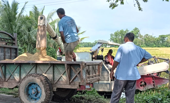 তানোরে টানা বৃষ্টিতে ধান কাটা-মাড়ায় নিয়ে দূর্ভোগে কৃষকরা