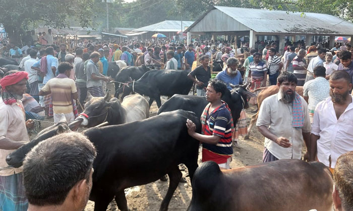 বাঘায় শেষ মূহূর্তে কোরবানির পশু কেনার তোড়জোড়