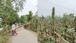 অসময়ের কালবৈশাখী ঝড়ে ফসল ও ঘরবাড়ির ব্যাপক ক্ষয়ক্ষতি