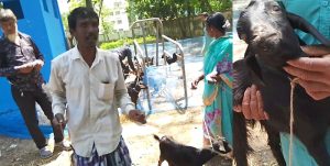 তানোরে রুগ্ন ছাগলের বাচ্চা বিতরণ, অতঃপর তোলপাড়