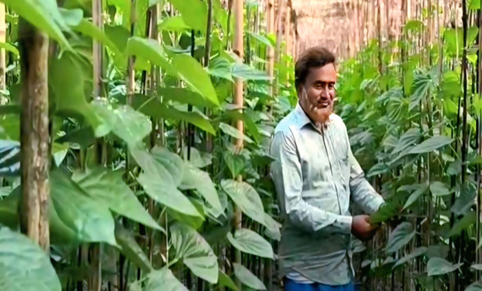 রাণীনগরে এই প্রথম পরীক্ষামূলক পান চাষ শুরু