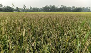 রাণীনগরে ধানে বিএলবি রোগের আক্রমণে দিশেহারা কৃষক