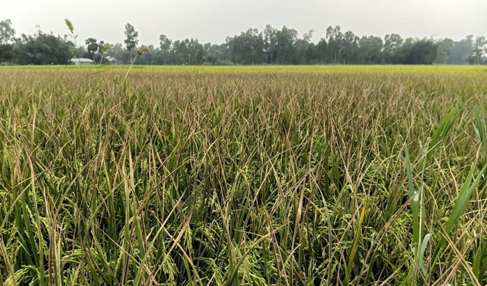 রাণীনগরে ধানে বিএলবি রোগের আক্রমণে দিশেহারা কৃষক