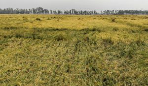 শ্রমিক সংকট, রাণীনগরে কালবৈশাখীর তান্ডবে ফলন বিপর্যয়ের শঙ্কা