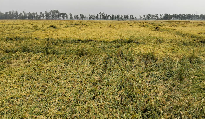 শ্রমিক সংকট, রাণীনগরে কালবৈশাখীর তান্ডবে ফলন বিপর্যয়ের শঙ্কা