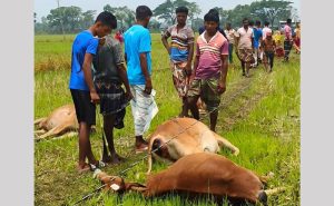 তানোরে নেসকোর সেচ যন্ত্রের তার ছিড়ে ৭ গরুর মৃত্যু