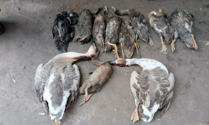 বাঘায় পূর্ব শত্রুতার জেরে জলাশয়ে বিষ, ৩০ টি হাঁস হত্যার অভিযোগ