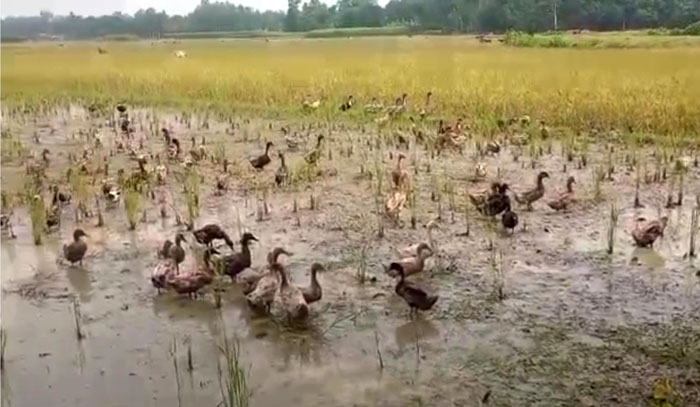 মান্দার খেতেই নষ্ট তিন বিঘার বোরো ধান