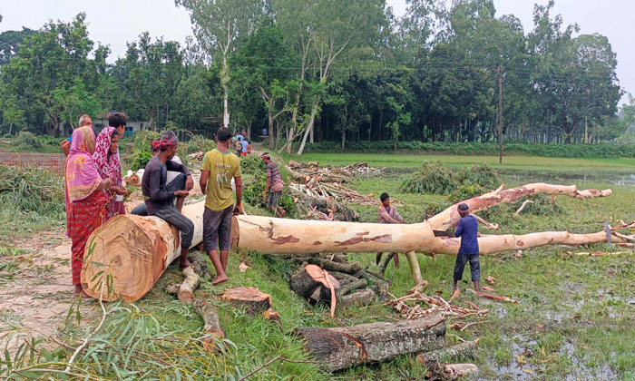 মান্দায় মহিলাদল নেত্রীর নির্দেশে কাটা হচ্ছে রাস্তার দুই শতাধিক সরকারি গাছ