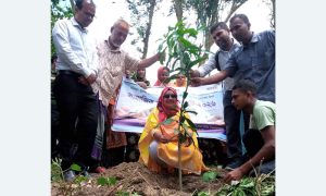 মান্দায় ডাসকো ফাউন্ডেশনের বৃক্ষরোপণ